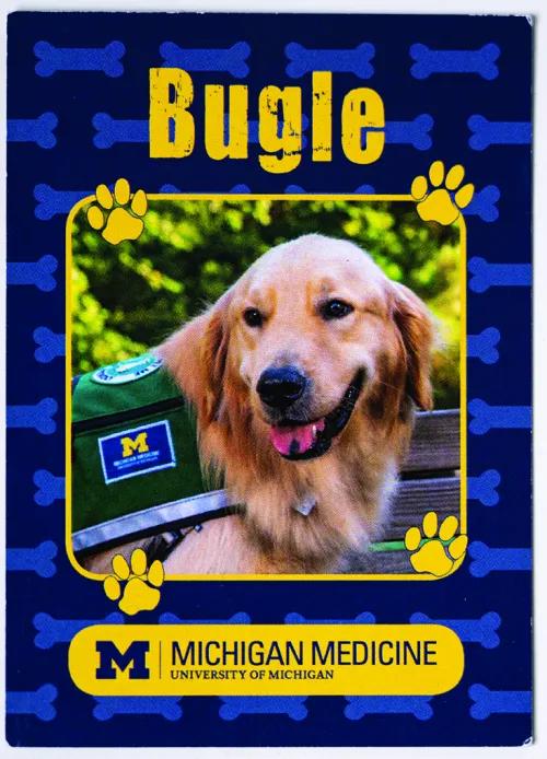 Image of golden retriever Bugle's trading card. It shows a photo of Bugle and has his name at the top and the Michigan Medicine logo at the bottom. It's decorated with graphics of dog bones and paw prints.