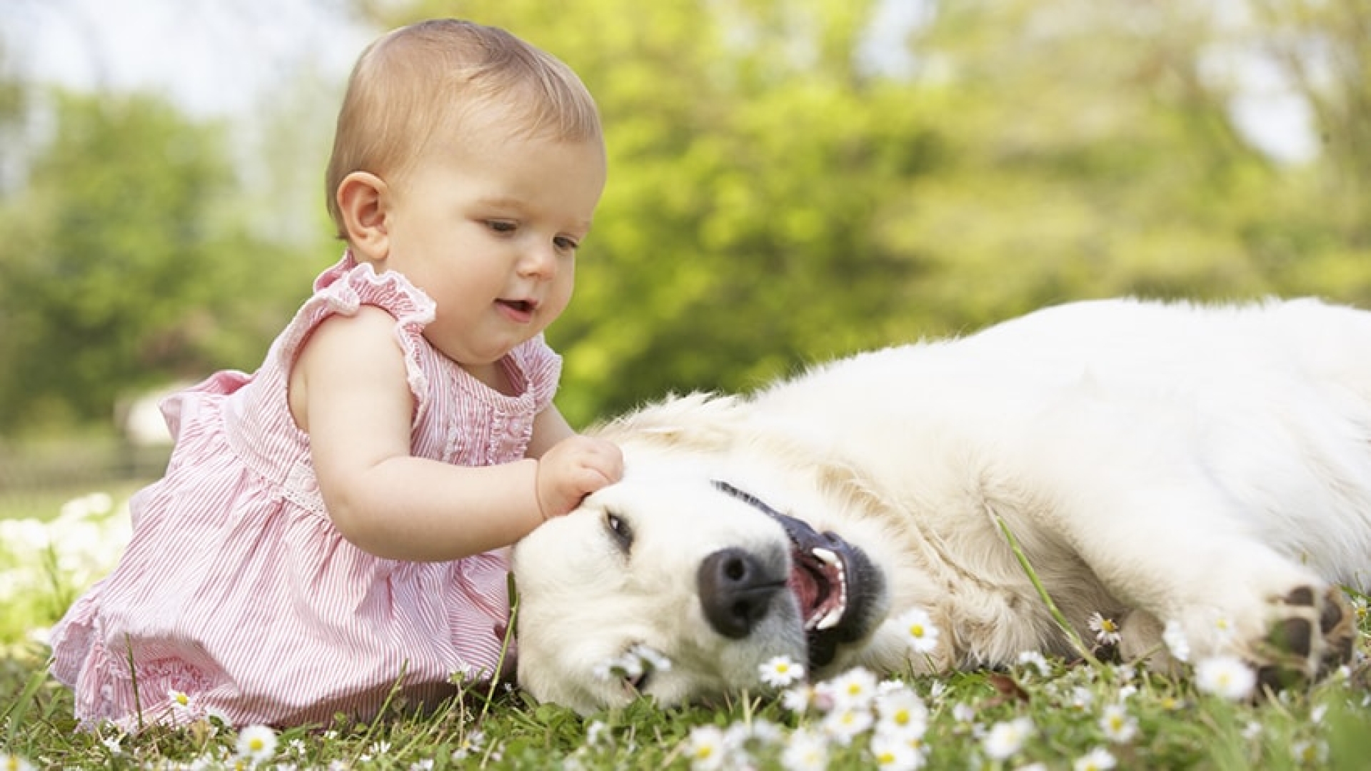 how do you acclimate a dog to a new baby