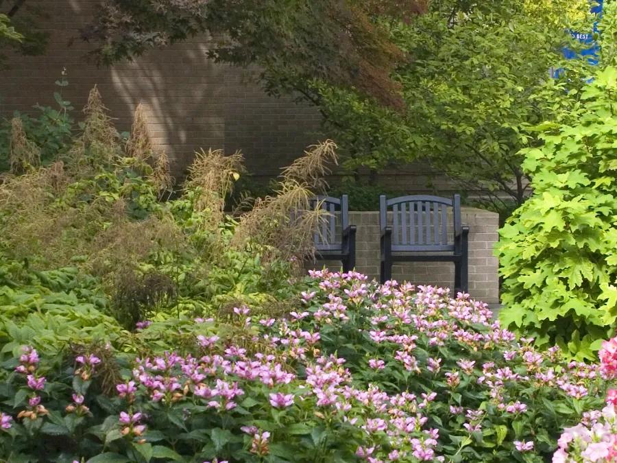 Pink flowers in the garden at Michigan Medicine
