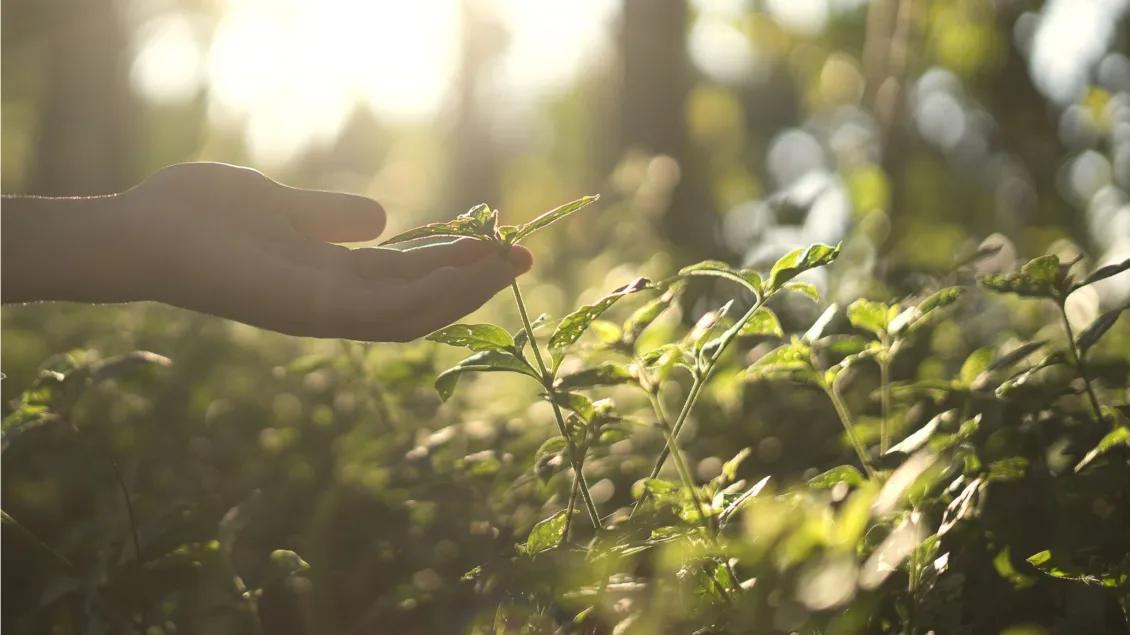 Hand holding a flower in the woods