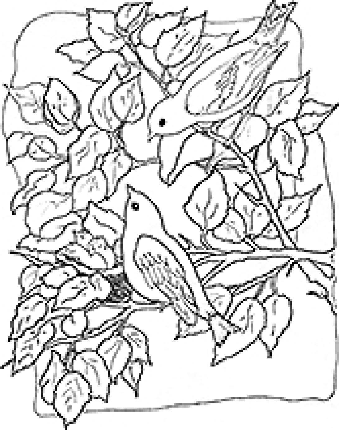 Songbird coloring page