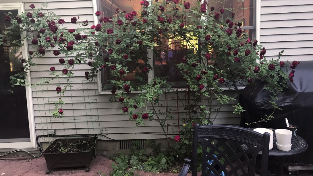 roses growing on house infront of window