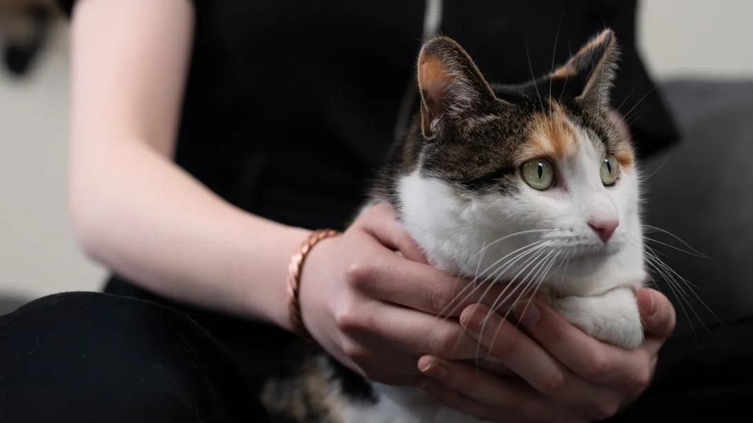 cat close up with white brown black fur and green eyes